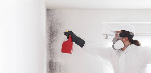 Mold Removal Process in Albany, NY