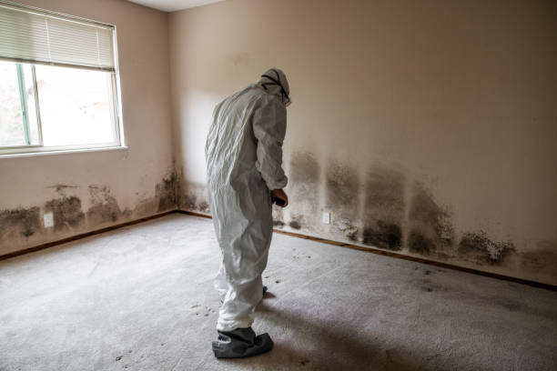 Best Toxic Mold Removal  in Alba, NY