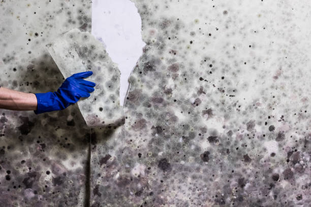 Albany, NY Mold Removal Company