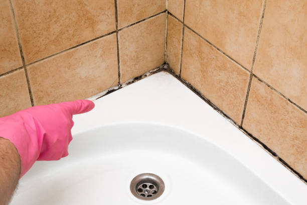 Best Toxic Mold Removal  in Alba, NY