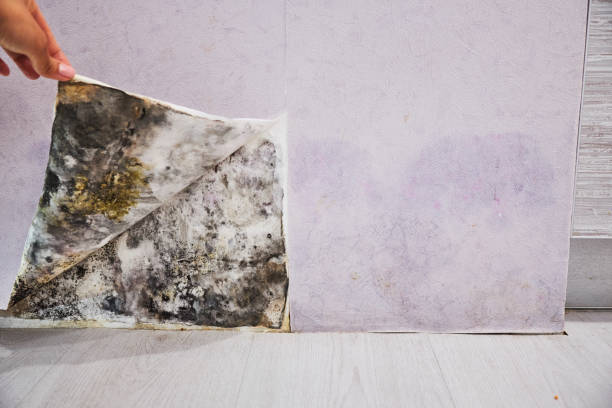 Best Residential Mold Removal  in Alba, NY